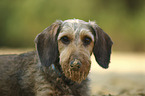 Dackel-Mischling Portrait