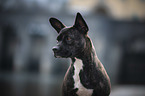 Basenji-Franzsische-Bulldogge-Mischling Portrait