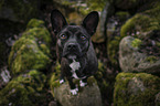 Basenji-Franzsische-Bulldogge-Mischling