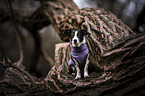 sitzender Border-Collie-Jack-Russell-Terrier-Mischling