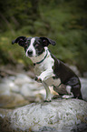sitzender Border-Collie-Jack-Russell-Terrier-Mischling