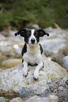 liegender Border-Collie-Jack-Russell-Terrier-Mischling