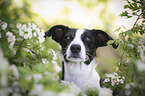 Border-Collie-Jack-Russell-Terrier-Mischling Portrait