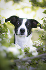 Border-Collie-Jack-Russell-Terrier-Mischling Portrait