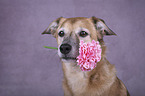 Schferhund-Mischling Portrait