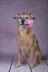 Schferhund-Mischling Portrait