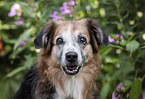 Labrador-Retriever-Schferhund-Mischling Portrait