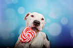 Pitbull-Mischling mit Lolli