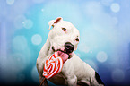 Pitbull-Mischling mit Lolli