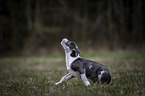 American-Staffordshire-Terrier-Mischling Welpe