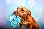 American-Staffordshire-Terrier-Mischling mit Lolli