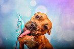 American-Staffordshire-Terrier-Mischling mit Lolli