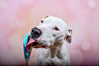 Pitbull-Mischling Portrait