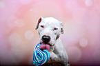 Pitbull-Mischling Portrait