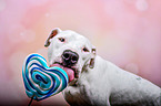 Pitbull-Mischling Portrait