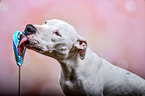 Pitbull-Mischling Portrait