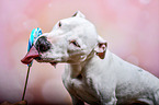 Pitbull-Mischling mit Lolli