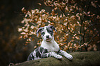 American-Staffordshire-Terrier-Mischling Welpe