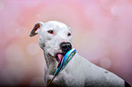 Pitbull-Mischling mit Lolli