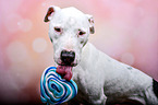 Pitbull-Mischling mit Lolli