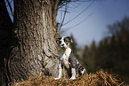 sitzender  American-Staffordshire-Terrier-Mischling Welpe