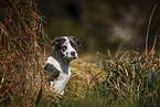 American-Staffordshire-Terrier-Mischling Welpe