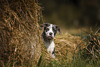 American-Staffordshire-Terrier-Mischling Welpe Portrait