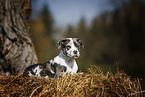 liegender  American-Staffordshire-Terrier-Mischling Welpe