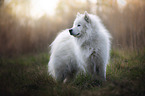 stehender Eurasier-Samojede-Mischling