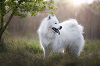 stehender Eurasier-Samojede-Mischling