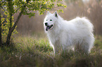 stehender Eurasier-Samojede-Mischling