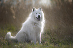 sitzender Eurasier-Samojede-Mischling
