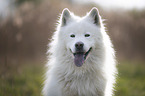 Eurasier-Samojede-Mischling Portrait