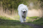 rennender Eurasier-Samojede-Mischling