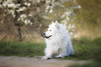 liegender Eurasier-Samojede-Mischling