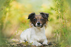 Jack-Russell-Chihuahua-Mix