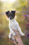Jack-Russell-Chihuahua-Mix