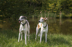 stehende Whippet-Silken-Windsprite-Mischlinge