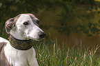 Whippet-Silken-Windsprite-Mischling Portrait