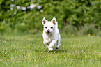 rennender Malteser-West-Highland-White-Terrier-Mischling