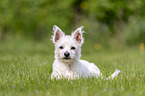 liegender Malteser-West-Highland-White-Terrier-Mischling