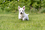 rennender Malteser-West-Highland-White-Terrier-Mischling