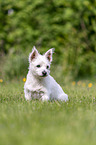 sitzender Malteser-West-Highland-White-Terrier-Mischling