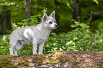 stehender Malteser-West-Highland-White-Terrier-Mischling