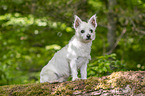 sitzender Malteser-West-Highland-White-Terrier-Mischling