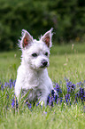 sitzender Malteser-West-Highland-White-Terrier-Mischling