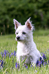 sitzender Malteser-West-Highland-White-Terrier-Mischling