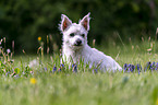 sitzender Malteser-West-Highland-White-Terrier-Mischling