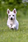 rennender Malteser-West-Highland-White-Terrier-Mischling