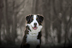 Berner-Sennenhund-Mischling Portrait